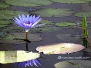 Purple water lily blooming on a lily pad in a serene pond, showcasing nature's beauty and travel photography.