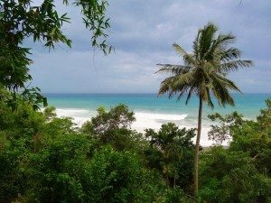 Tropical beach view with palm tree and lush greenery, showcasing a serene ocean landscape, ideal for travel inspiration on ExploreTraveler.