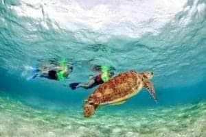 Snorkelers swimming alongside a sea turtle in the clear waters of Cozumel, showcasing the vibrant marine life and underwater adventure opportunities.