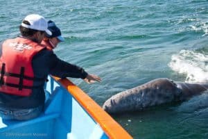 Two people in a boat reaching out to a gray whale in the water, showcasing a wildlife encounter experience related to gray whales.