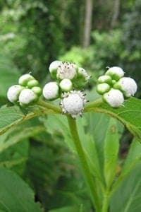 Amazon rainforest plant with clusters of green and white buds, showcasing the rich biodiversity of the region.
