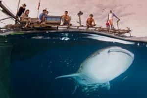 Whale shark swimming beneath fishermen at Cenderawasih Bay, showcasing the region's rich marine life and wildlife encounters.
