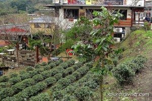Tea garden in Wanshin Village, Taiwan, featuring neatly arranged tea plants and a rustic building in the background, illustrating local tea cultivation and travel destination insights.