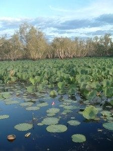 Lush green lily pads floating on calm water, with a single pink lotus flower and trees in the background, highlighting serene natural landscapes ideal for travel inspiration.