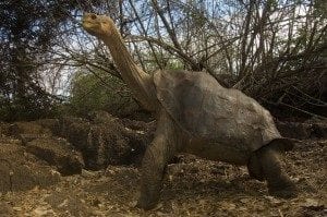 Galapagos giant tortoise in natural habitat surrounded by foliage, representing wildlife unique to the Galapagos Islands.