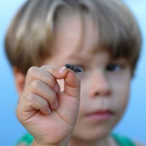 A Bolivian boy examines a long-horned beetle. Inspiring and training the next generation of scientists is essential for conservation in the long-term