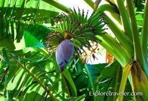 The Banana Flower