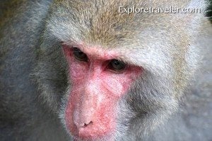 Close-up of a baboon's face showcasing its expressive features and detailed fur texture, relevant to wildlife observation and travel insights on baboons.