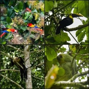 Colorful parrots, toucan perched on branches, sloth hanging from tree, and a bird in a lush green rainforest setting, highlighting diverse fauna for travel exploration.