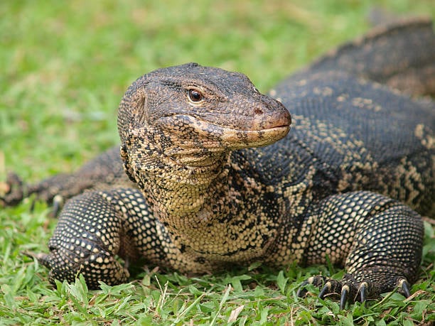 Komodo Dragons Malaysia