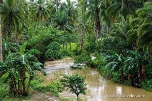 Agas Agas Leyte Jungle