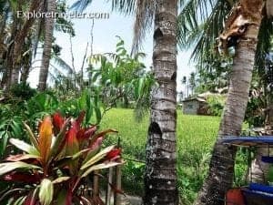 Tropical landscape in Carigara featuring palm trees, vibrant foliage, and lush green fields, capturing the essence of the local environment for travel insights.