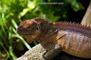 Common iguana resting on a rock, showcasing its distinctive features and textured skin, surrounded by lush greenery, relevant to wildlife insights for travelers.