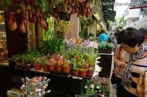 Flower market scene with vibrant potted plants and hanging produce, showcasing floral design elements in a travel context.