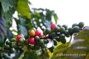 Coffee tree branch with ripe red and green coffee cherries, showcasing the diversity of fruit trees in travel destinations.