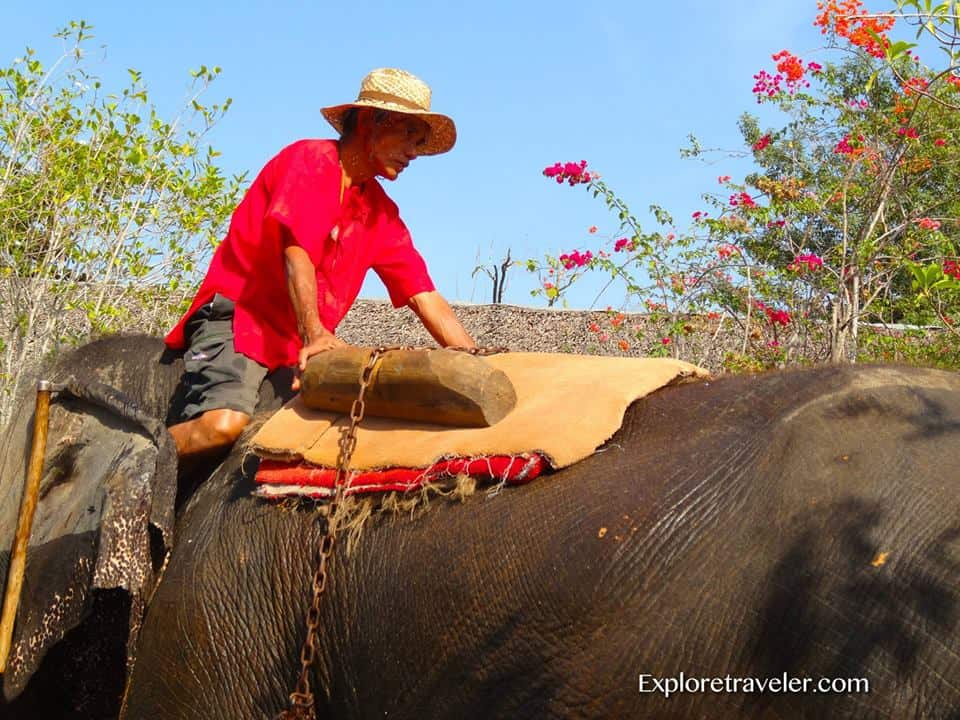 الأفيال الرائعة في تايلاند