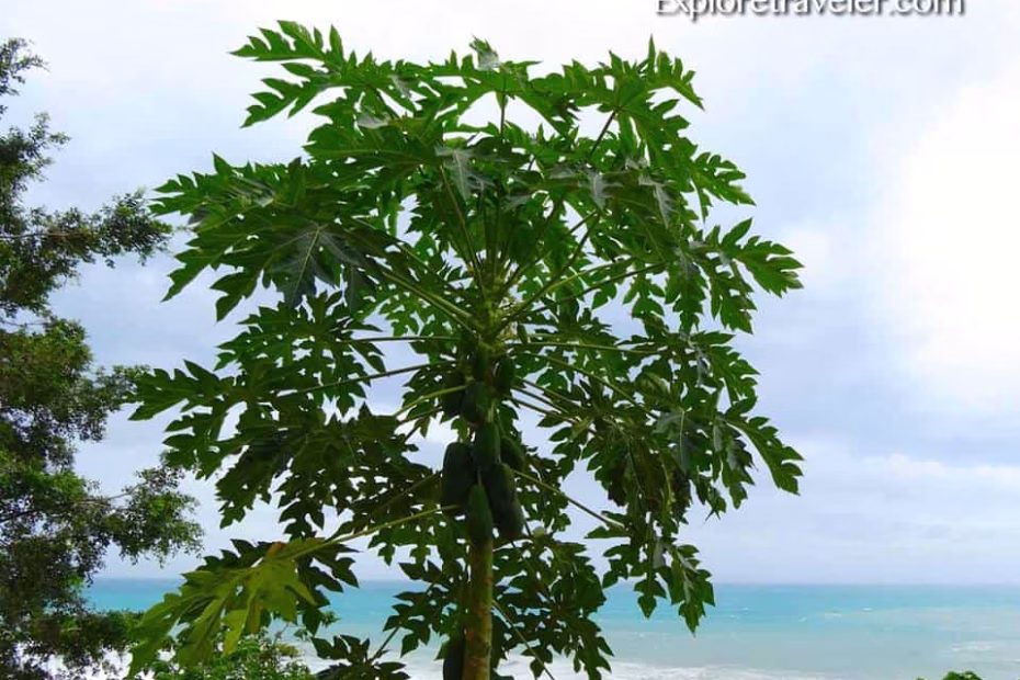 Taiwan's Papaya Tree