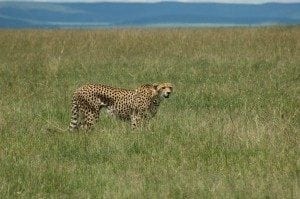 Cheetah standing in a grassy savanna, showcasing its distinctive spotted coat and alert posture, relevant to wildlife viewing and travel insights about cheetahs.