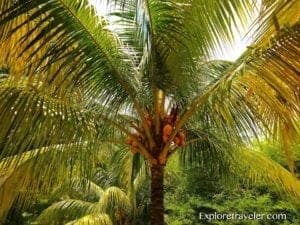 Coconut Palm Trees