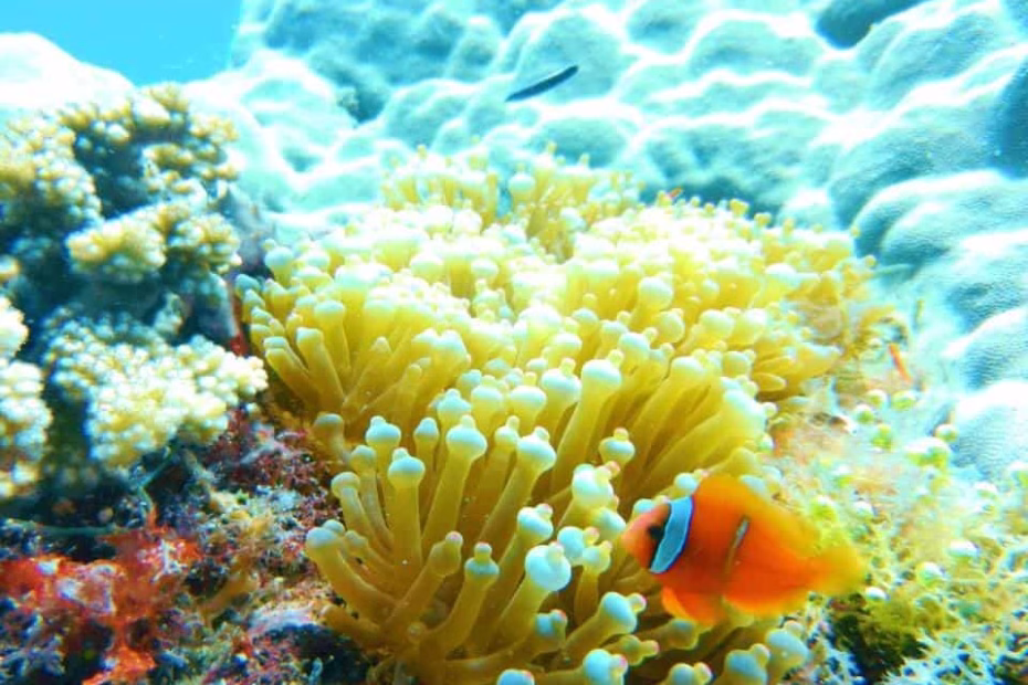 Cebu Philippines scuba diving