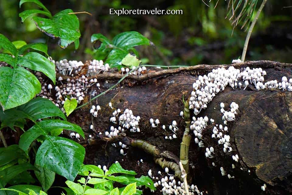 Wild Mushrooms found on the small island Homonhon in the Philippines : Edible Wild Mushrooms Found In The Philippines