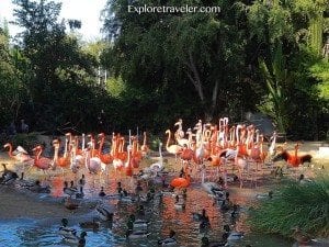 Flamingo Lake im Jurong Bird Park Singapur