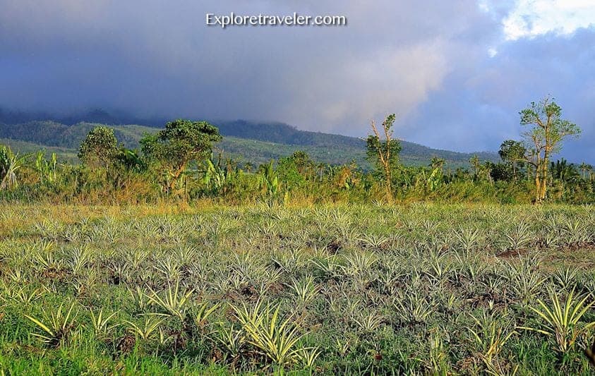 Ananasfelder in den warmen Hügeln im Süden der Philippinen