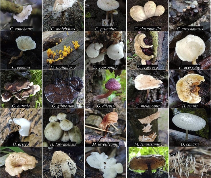 Дикие грибы Филиппин