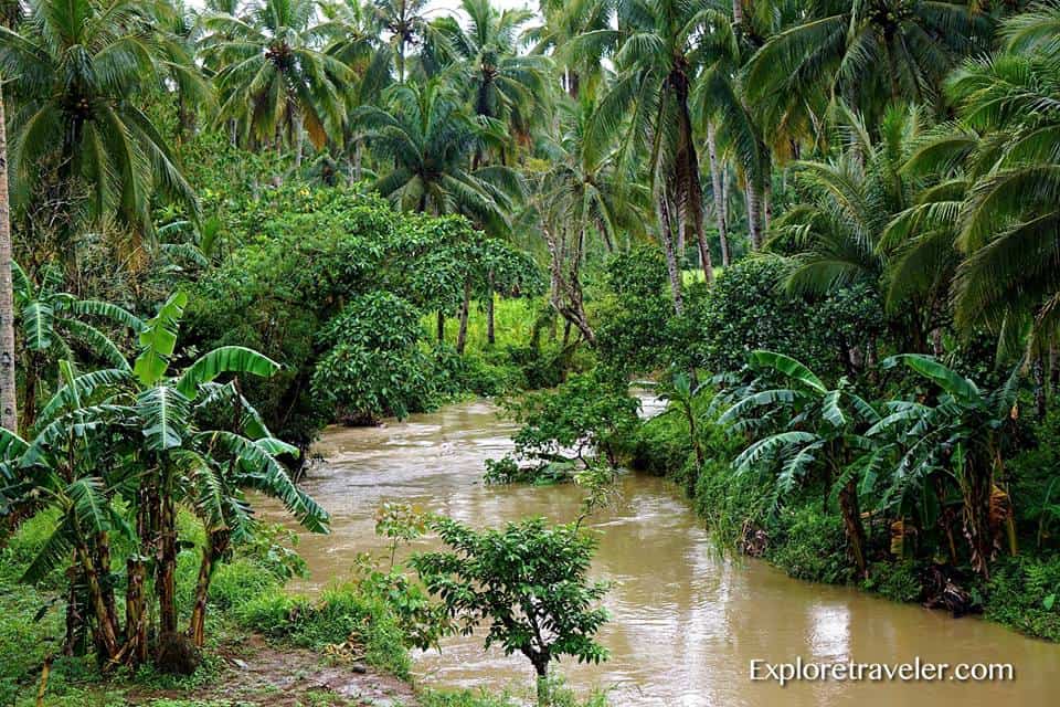 Mga Tropikal na Rainforest