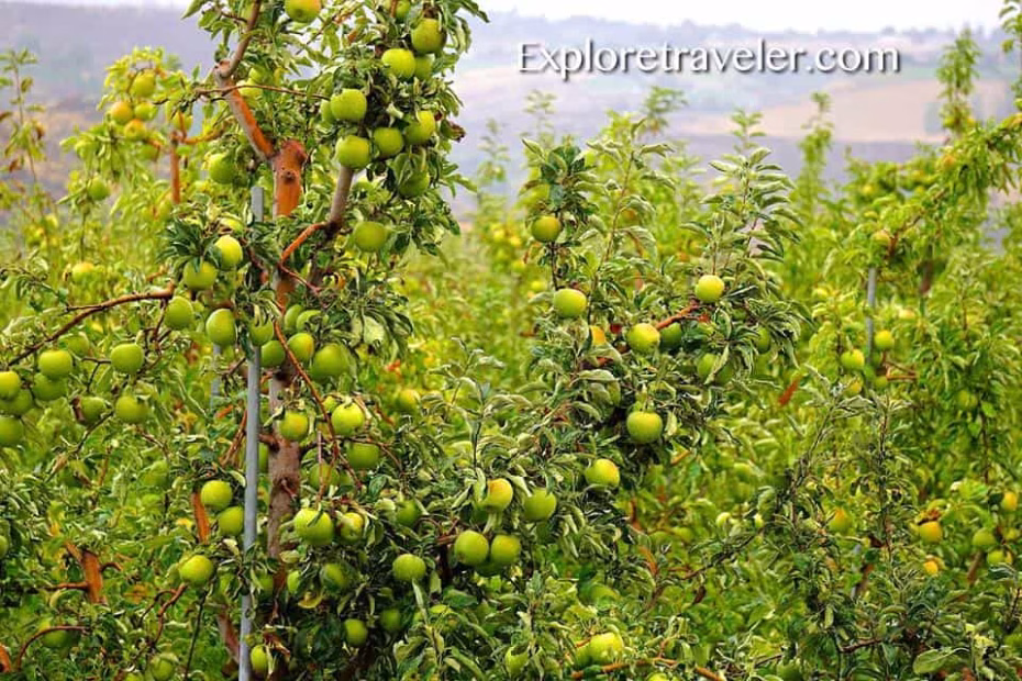 Apples daily