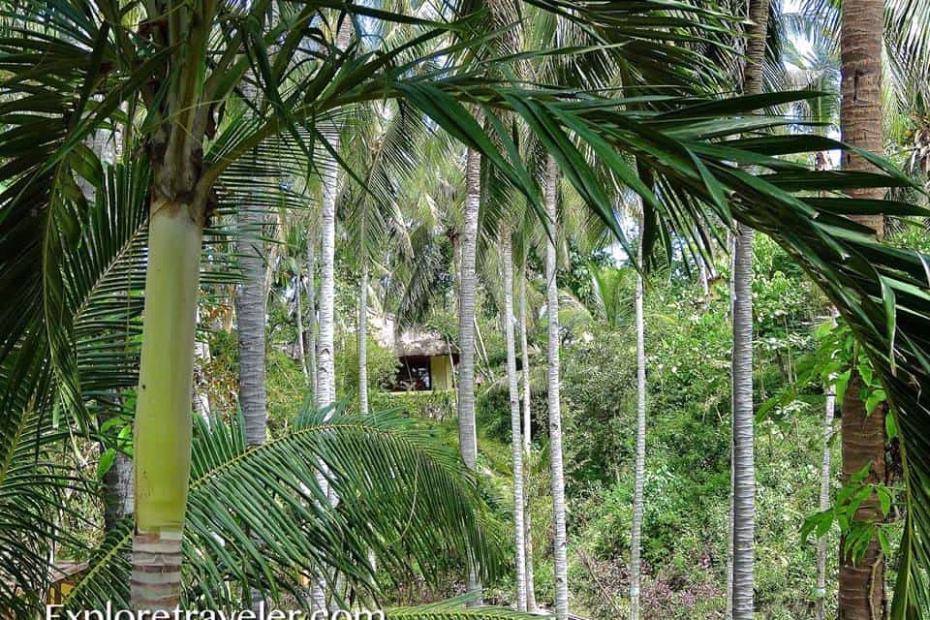 The perfect view hidden away in the warm Philippine jungle