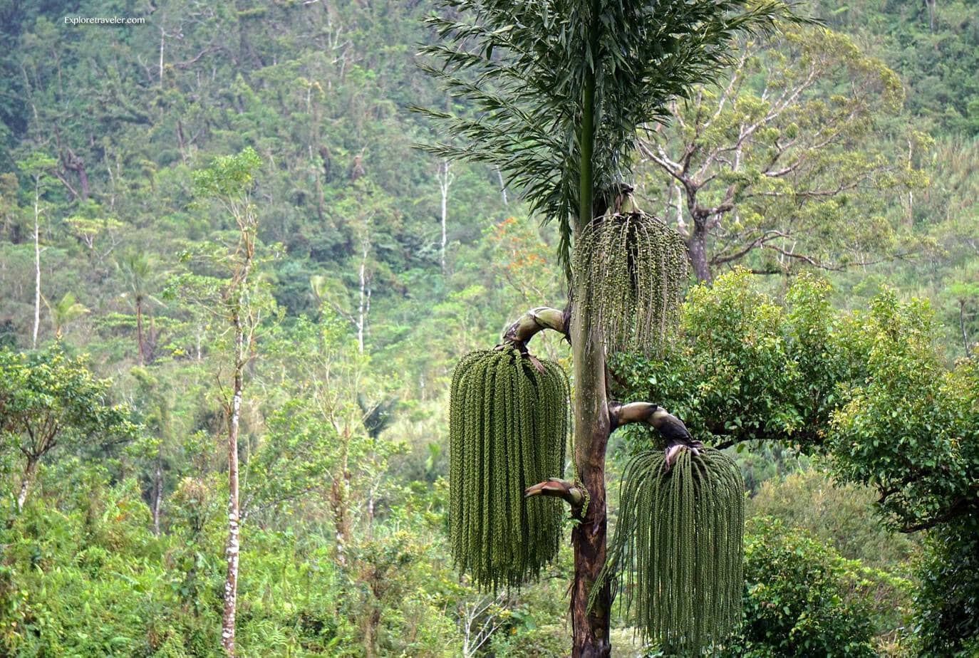 Dschungelbaum der Philippinen