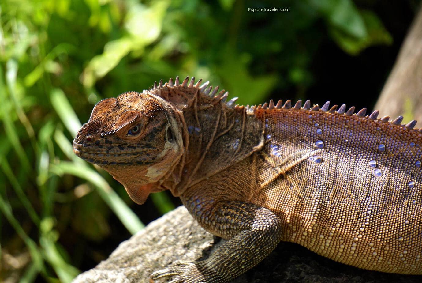 Sailfin Dragon