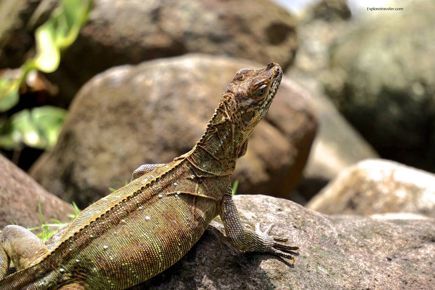 Sailfin Dragon