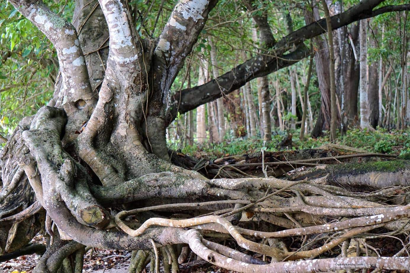 philippines jungle tree