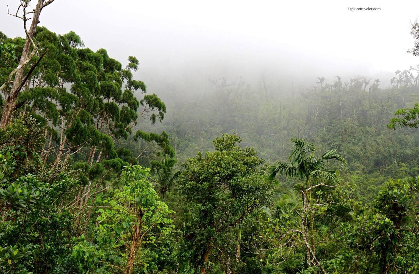 philippines jungle