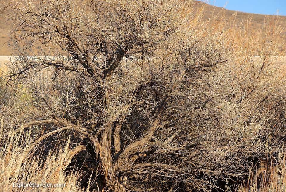 Keindahan lapuk pokok Juniper lama di padang pasir tinggi di Timur Washington Amerika Syarikat