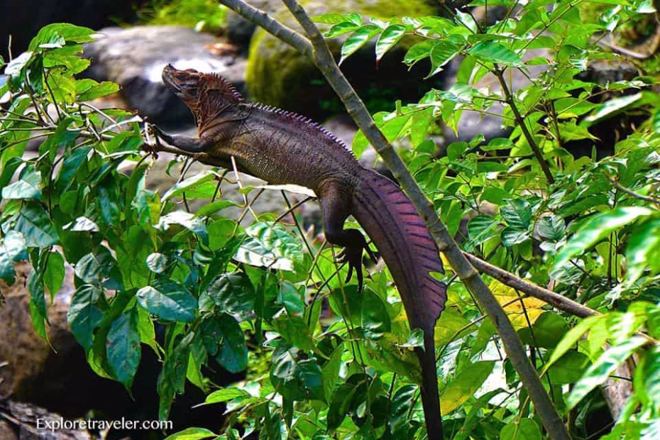 Sail finDragonLizards