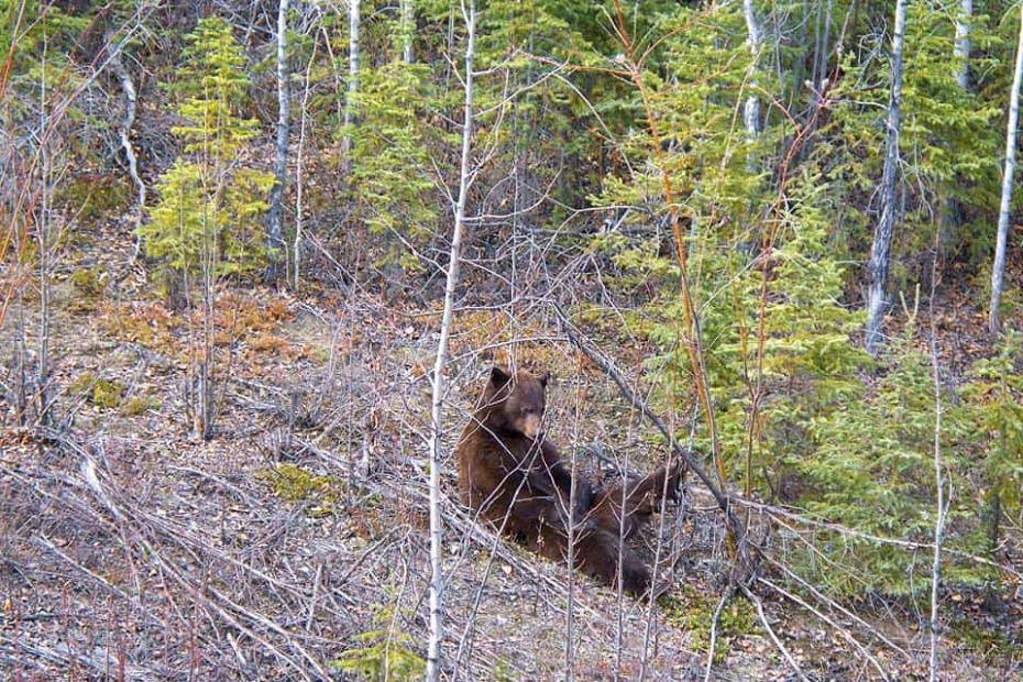 Grizzly bear munching on roots and grasses in Tanana Valley State Forest Alaska