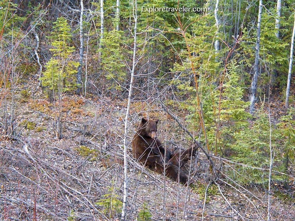 Медведь гризли жует корни и траву в государственном лесу долины Танана на Аляске.