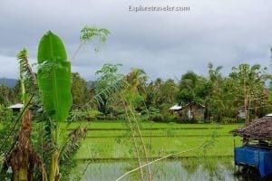 Lush green landscape of rice fields near Alto Peak, featuring tropical plants and a cloudy sky, illustrating the natural beauty of this travel destination.