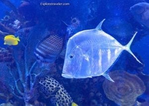 Colorful aquarium scene featuring various fish, including a translucent fish and yellow tangs, surrounded by vibrant coral and marine life, showcasing the beauty of underwater ecosystems for travel enthusiasts.