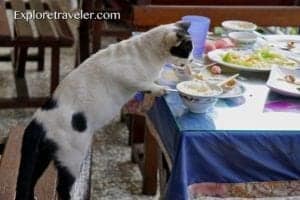Cat reaching for food on a dining table, surrounded by bowls and plates, highlighting travel-related dining experiences.