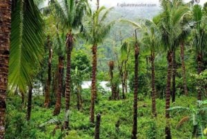 Rainforest trees in the fertile Amandiwin mountain range on Leyte Island Philippines
