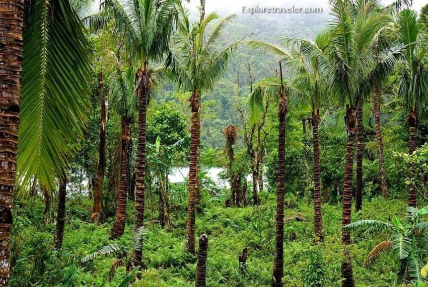 Pohon hutan hujan di pegunungan Amandiwin yang subur di Pulau Leyte Filipina