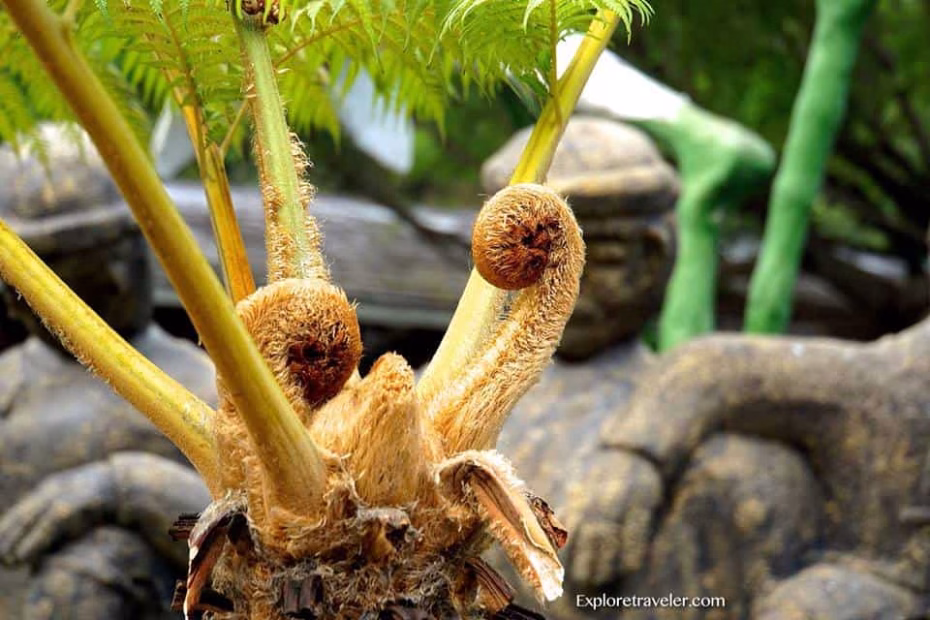Mysterious Taiwanese Jungle