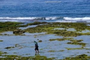 Person walking on rocky coastal shoreline with seaweed, waves in background, illustrating coastal travel experience.