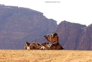 Dromedary camels resting in a desert landscape with rocky mountains in the background, highlighting their significance in travel and culture.
