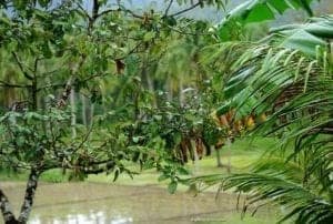 Lush greenery and tropical foliage surrounding a serene landscape near Alto Peak, showcasing the vibrant natural environment ideal for travelers exploring this destination.