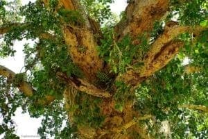 American Sycamore tree trunk and branches with lush green foliage, showcasing its distinctive bark and expansive canopy in a natural setting.